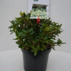 Dwergrhododendron (Rhododendron 'Princess- Anne') -Green Roots Exporteren Winkel princess ann c4 voor 3