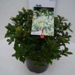 Dwergrhododendron (Rhododendron 'Princess- Anne') -Green Roots Exporteren Winkel princess ann c4 zij 3