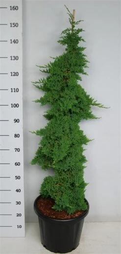 Jeneverbes (Juniperus Procumbens 'Nana') -Green Roots Exporteren Winkel procumbensnana100 125