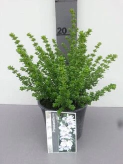 Prostanthera (Prostanthera Cuneata) -Green Roots Exporteren Winkel prostanthera cuneata 1