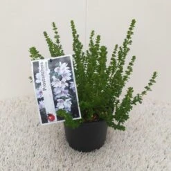 Prostanthera (Prostanthera Cuneata) -Green Roots Exporteren Winkel prostanthera cuneata 1