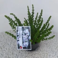 Prostanthera (Prostanthera Cuneata) -Green Roots Exporteren Winkel prostanthera cuneata 1