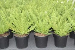 Prostanthera (Prostanthera Cuneata) -Green Roots Exporteren Winkel prostanthera cuneata 5 1