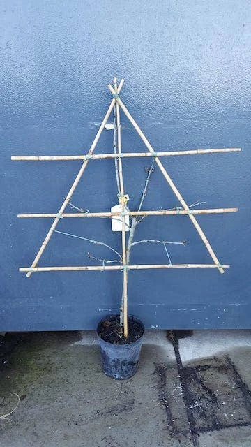 Lei-Pruim (Prunus Domestica 'Opal') 2 Lei-Pruim (Prunus Domestica 'Opal') - Afbeelding 2