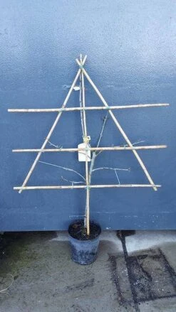 Lei-Pruim (Prunus Domestica 'Mirabelle De Nancy') -Green Roots Exporteren Winkel pruim lei 1 8