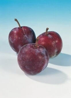 Pruimenboom (Prunus Domestica 'Opal') -Green Roots Exporteren Winkel pruim opal 1