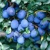 Pruimenboom (Prunus Domestica 'Damson')