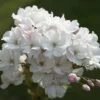 Japanse Sierkers Als Struik (Prunus Serrulata 'Amanogawa')