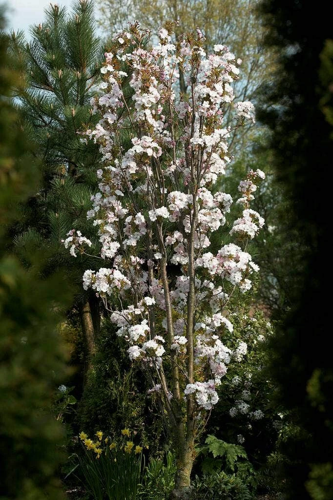 Japanse Sierkers Als Zuilboom (Prunus Serrulata 'Amanogawa') 2 Japanse Sierkers Als Zuilboom (Prunus Serrulata 'Amanogawa') - Afbeelding 2