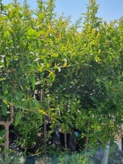 Abrikoos Als Halfstam (Prunus Armeniaca 'Antonio Errani') 7 Abrikoos Als Halfstam (Prunus Armeniaca 'Antonio Errani') -Green Roots Exporteren Winkel prunus armeniaca antonio errani 2 1 1