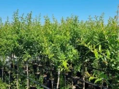 Abrikoos Als Halfstam (Prunus Armeniaca 'Antonio Errani') 6 Abrikoos Als Halfstam (Prunus Armeniaca 'Antonio Errani') -Green Roots Exporteren Winkel prunus armeniaca antonio errani 3 1 1