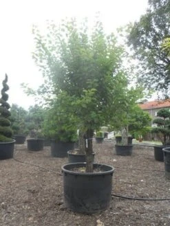 Abrikozenboom (Prunus Armeniaca) -Green Roots Exporteren Winkel prunus armeniaca halfstam c750