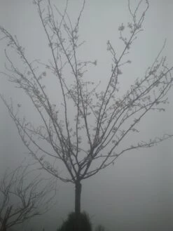 Japanse Sierkers (Prunus Subhirtella 'Autumnalis') -Green Roots Exporteren Winkel prunus autumnalis 2