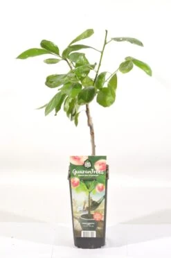 Pruimenboom (Prunus Domestica 'Opal') -Green Roots Exporteren Winkel prunus dom. opal rp2l pruim vroeg zoet paars 1