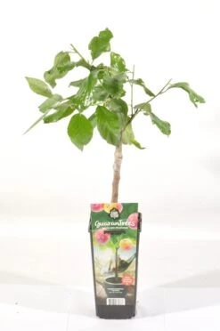 Pruimenboom (Prunus Domestica 'Victoria') -Green Roots Exporteren Winkel prunus dom. victoria rp2l pruim laat zoet rood