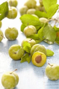 Lei-Pruim (Prunus Domestica 'Ontario')