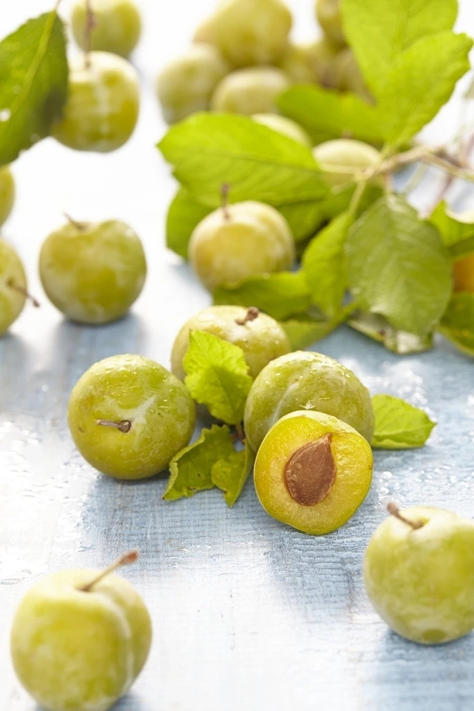 Pruimenboom (Prunus Domestica 'Reine Claude Verte') 1 Pruimenboom (Prunus Domestica 'Reine Claude Verte')