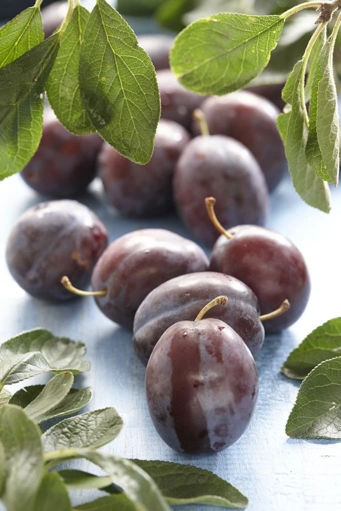 Pruimenboom (Prunus Domestica 'Voyageur') 1 Pruimenboom (Prunus Domestica 'Voyageur')