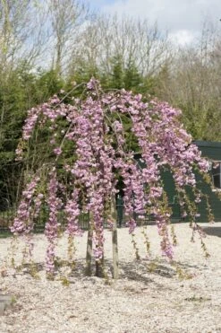 Japanse Treursierkers (Prunus Serrulata 'Kiku-shidare')