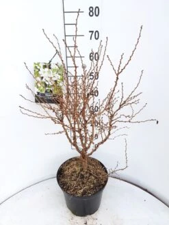 Sierkers (Prunus Incisa 'Kojou-no-mai') -Green Roots Exporteren Winkel prunus kojou no mai 60 70 cm c10 v01 1