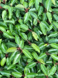 Portugese Laurier Als Grote Bolvorm (Prunus Lusitanica 'Angustifolia') 11 Portugese Laurier Als Grote Bolvorm (Prunus Lusitanica 'Angustifolia') -Green Roots Exporteren Winkel prunus l. angustifolia blad