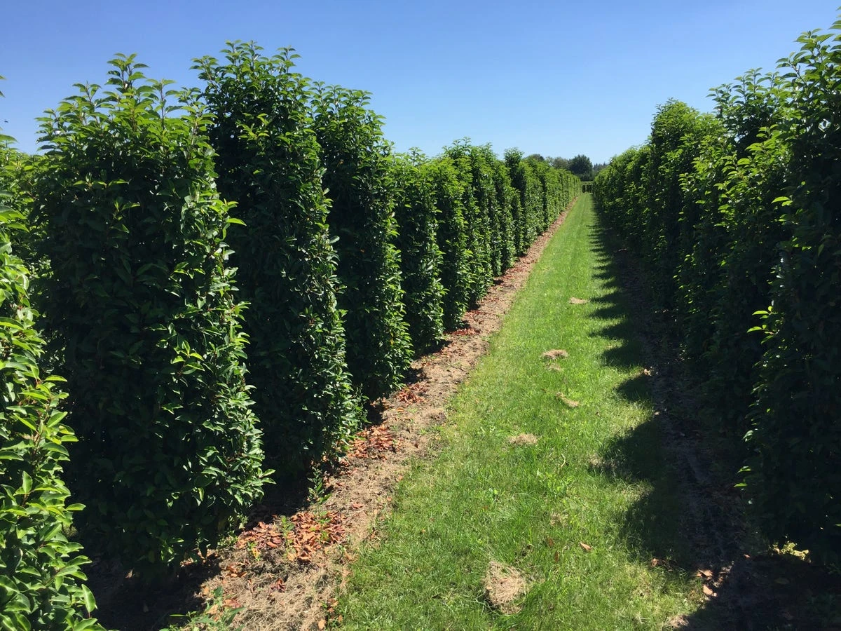 Grote Portugese Laurier (Prunus Lusitanica 'Angustifolia') 1 Grote Portugese Laurier (Prunus Lusitanica 'Angustifolia')