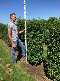 Nieuwe uitgaven -Green Roots Exporteren Winkel prunus l ang 150175 1