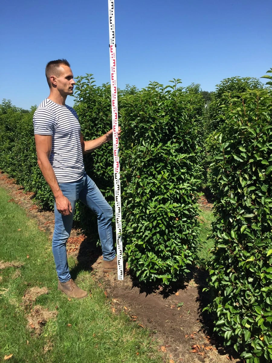 Grote Portugese Laurier (Prunus Lusitanica 'Angustifolia') 2 Grote Portugese Laurier (Prunus Lusitanica 'Angustifolia') - Afbeelding 2