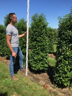 Grote Portugese Laurier (Prunus Lusitanica 'Angustifolia') 11 Grote Portugese Laurier (Prunus Lusitanica 'Angustifolia') -Green Roots Exporteren Winkel prunus l ang 175200 3