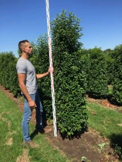 Grote Portugese Laurier (Prunus Lusitanica 'Angustifolia') -Green Roots Exporteren Winkel prunus l ang 200250