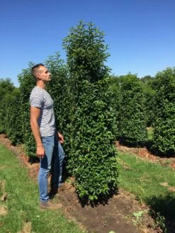 Grote Portugese Laurier (Prunus Lusitanica 'Angustifolia') -Green Roots Exporteren Winkel prunus l ang 200250 2