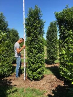 Grote Portugese Laurier (Prunus Lusitanica 'Angustifolia') -Green Roots Exporteren Winkel prunus l ang 300350 2