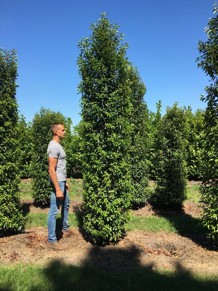 Grote Portugese Laurier (Prunus Lusitanica 'Angustifolia') 7 Grote Portugese Laurier (Prunus Lusitanica 'Angustifolia') - Afbeelding 7