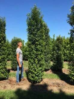 Grote Portugese Laurier (Prunus Lusitanica 'Angustifolia') -Green Roots Exporteren Winkel prunus l ang 350400