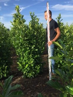 Grote Laurierkers (Prunus Laurocerasus 'Rotundifolia') -Green Roots Exporteren Winkel prunus l rot 175200