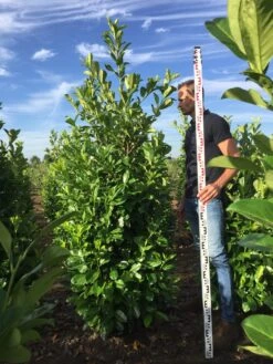 Grote Laurierkers (Prunus Laurocerasus 'Rotundifolia') -Green Roots Exporteren Winkel prunus l rot 200225