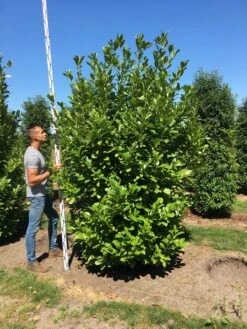 Grote Laurierkers (Prunus Laurocerasus 'Rotundifolia') -Green Roots Exporteren Winkel prunus l rot 250300 x 100 150 br