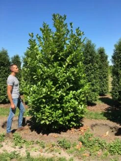 Grote Laurierkers (Prunus Laurocerasus 'Rotundifolia') -Green Roots Exporteren Winkel prunus l rot 300350 x150 br