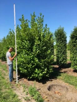 Grote Laurierkers (Prunus Laurocerasus 'Rotundifolia') -Green Roots Exporteren Winkel prunus l rot 350400 x 150 br
