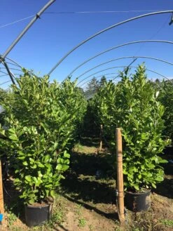 Grote Laurierkers (Prunus Laurocerasus 'Rotundifolia') -Green Roots Exporteren Winkel prunus laur. rotundifolia h160180cm