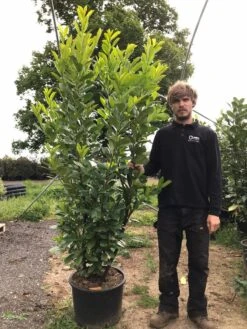 Grote Laurierkers (Prunus Laurocerasus 'Rotundifolia') -Green Roots Exporteren Winkel prunus laur. rotundifolia h180 200cm