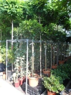 Laurier Als Boom (Prunus Laurocerasus 'Etna') -Green Roots Exporteren Winkel prunus laurocerasus etna 120stam c20