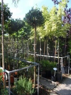 Laurierkers Op Stam (Prunus Laurocerasus 'Otto Luyken') -Green Roots Exporteren Winkel prunus laurocerasus otto luyken 8 10 12ho cont