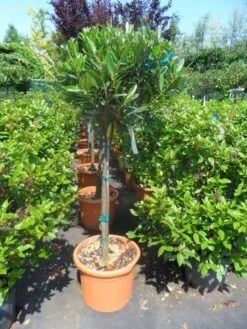 Laurierkers Op Stam (Prunus Laurocerasus 'Otto Luyken') -Green Roots Exporteren Winkel prunus laurocerasus otto luyken 80stam c25 1