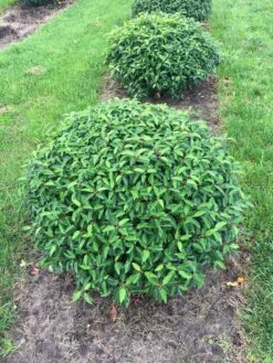 Portugese Laurier Als Grote Bolvorm (Prunus Lusitanica 'Angustifolia') 8 Portugese Laurier Als Grote Bolvorm (Prunus Lusitanica 'Angustifolia') -Green Roots Exporteren Winkel prunus lus. angustifolia bol