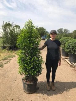 Grote Portugese Laurier (Prunus Lusitanica 'Angustifolia') 16 Grote Portugese Laurier (Prunus Lusitanica 'Angustifolia') -Green Roots Exporteren Winkel prunus lus. angustifolia h140160 1