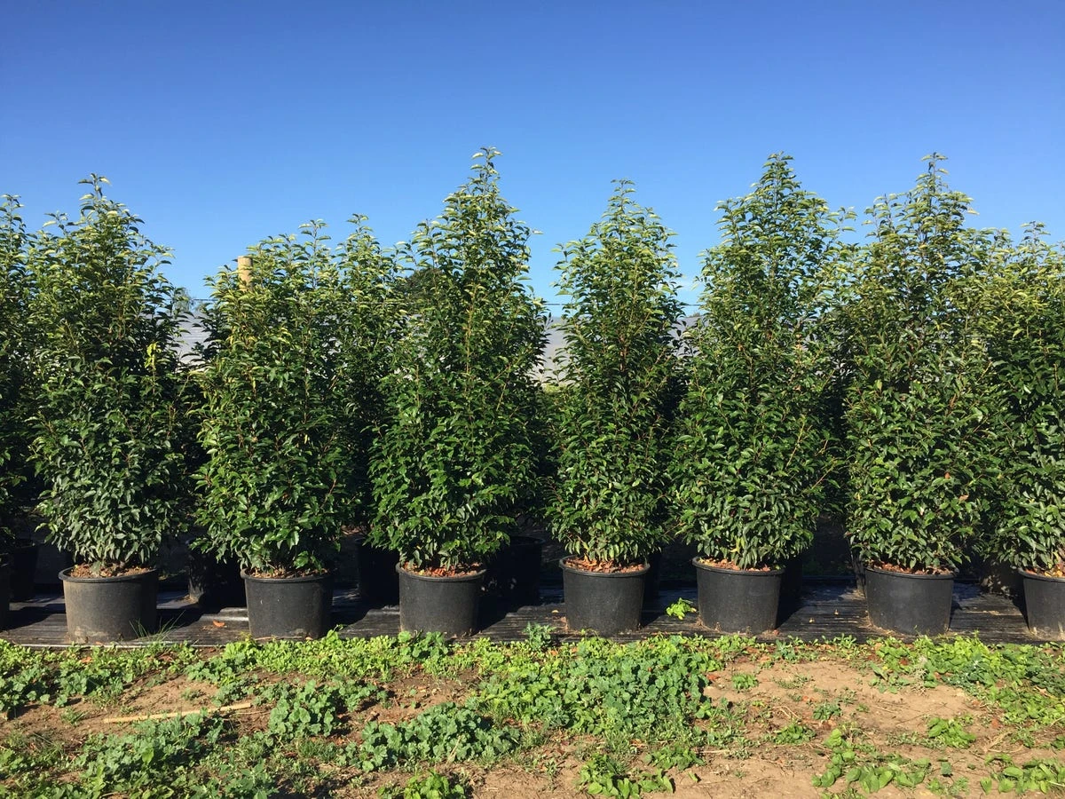 Grote Portugese Laurier (Prunus Lusitanica 'Angustifolia') 9 Grote Portugese Laurier (Prunus Lusitanica 'Angustifolia') - Afbeelding 9