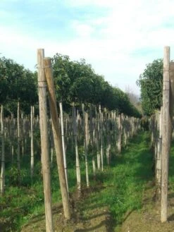 Portugese Laurier Als Boom (Prunus Lusitanica 'Angustifolia') -Green Roots Exporteren Winkel prunus lusitanica