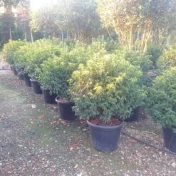 Portugese Laurier Als Bol (Prunus Lusitanica 'Angustifolia') -Green Roots Exporteren Winkel prunus lusitanica 1