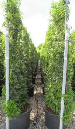 Portugese Laurier Als Leivorm (Prunus Lusitanica 'Angustifolia') -Green Roots Exporteren Winkel prunus lusitanica 110x180 leivorm 2 1